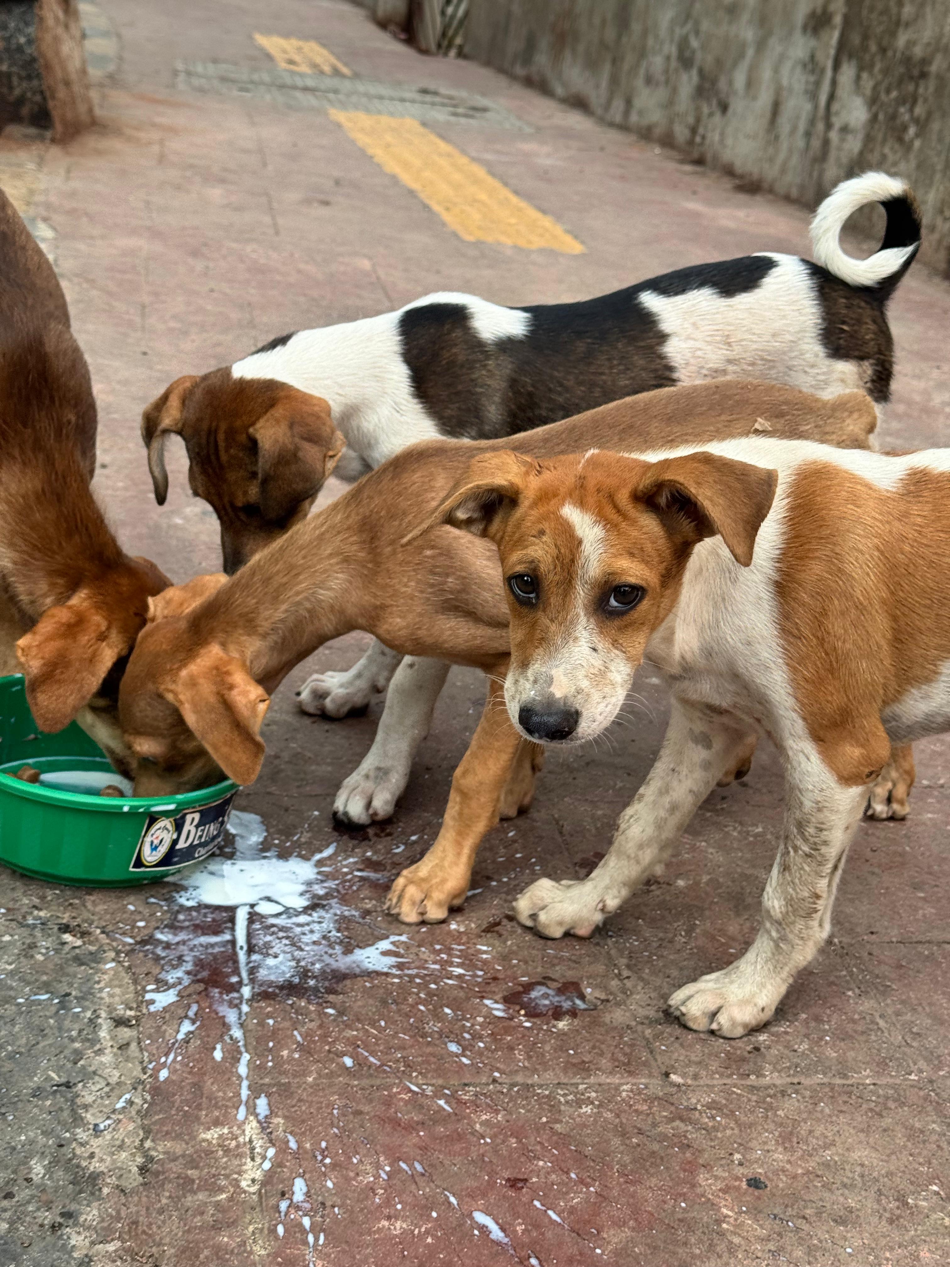 Dog Care